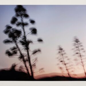 Naturaleza Táctil XIII